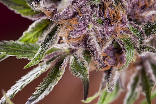 Cogollos púrpura de la variedad Black Cherry Punch con aroma dulce a cereza